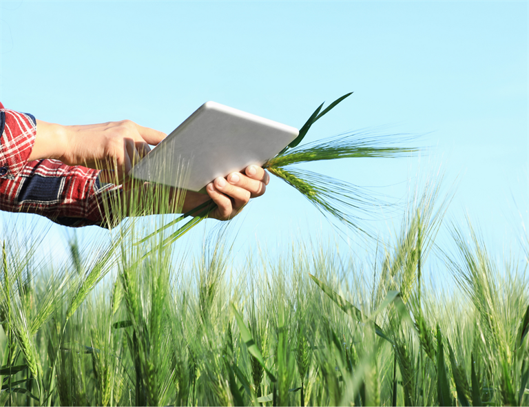 PROMOCOOP Lombardia - Cereali autunno vernini a uso foraggero e bioenergetico