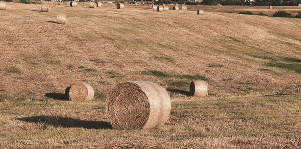 MERCURI (ALLEANZA COOPERATIVE) al G20 dell'Agricoltura